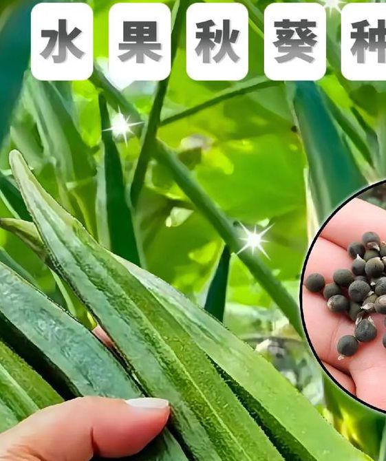 荔枝秋葵视频
