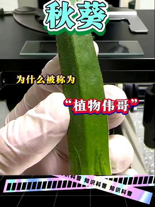 秋葵小蝌蚪榴莲富二代18岁免费版