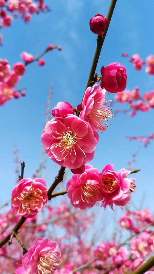 梅花视频app无限看