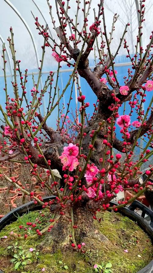 梅花视频app无限看
