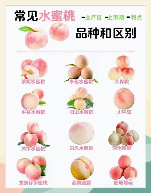 水蜜桃研究所