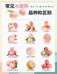 水蜜桃研究所