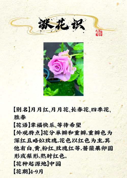 花儿月季app