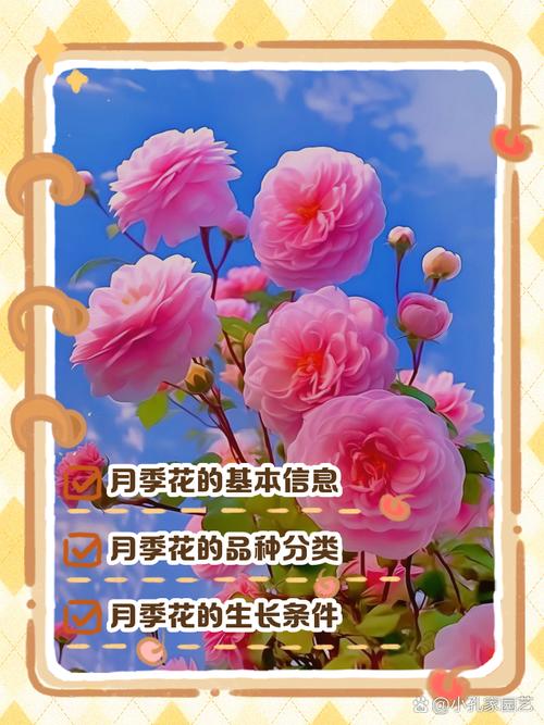 花儿月季app
