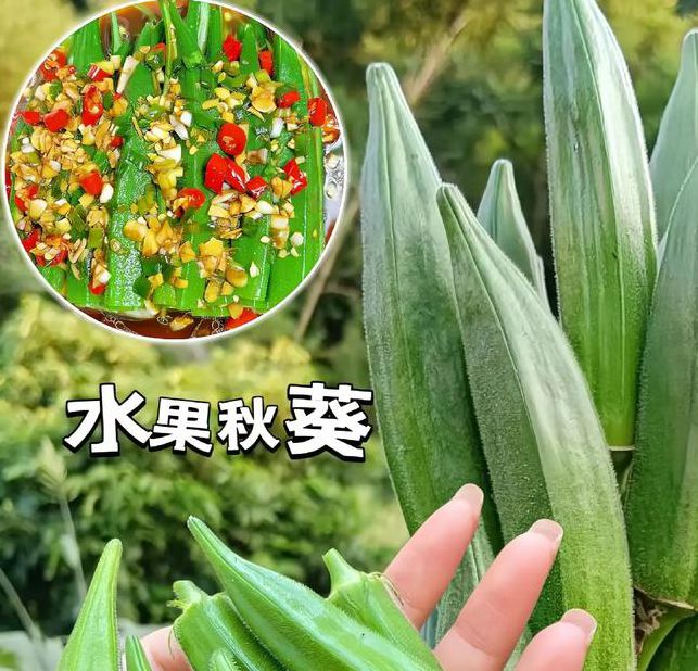 秋葵茄子丝瓜榴莲蕾丝