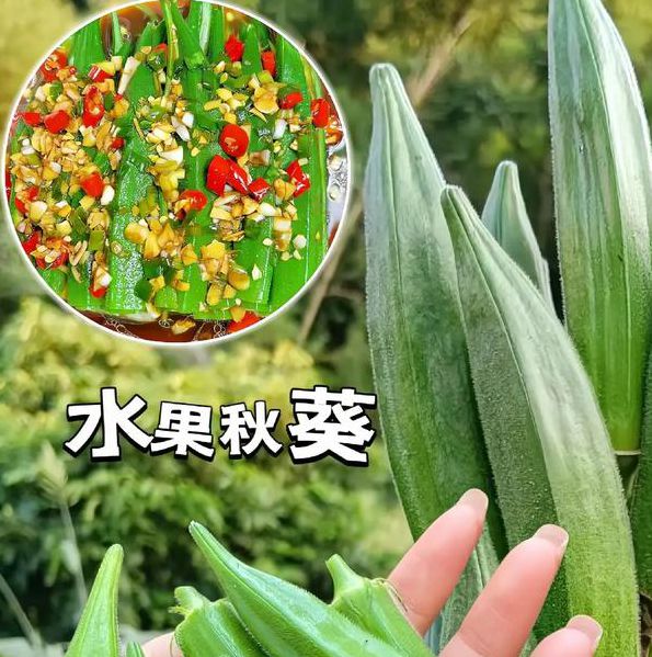 秋葵app官网入口免费安卓