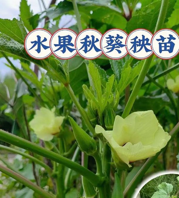 秋葵app官网入口免费安卓
