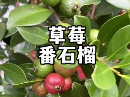 草莓丝瓜芭乐樱桃榴莲黄ios