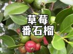 草莓丝瓜芭乐樱桃榴莲黄ios