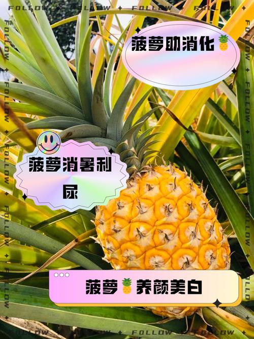 福建大菠萝导航2023导入weloccm