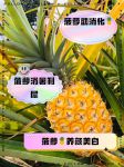 福建大菠萝导航2025导入weloccm