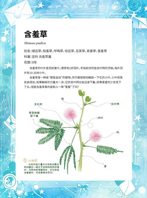 含羞草免费版在线