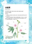 含羞草免费版在线