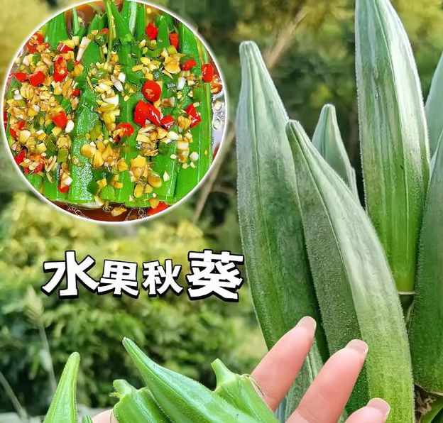 秋葵丝瓜草莓茄子番茄大全