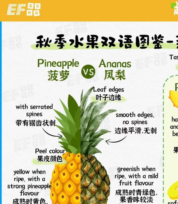 菠萝是什么意思很污