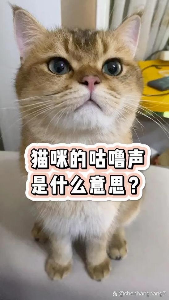 猫呼无广告版