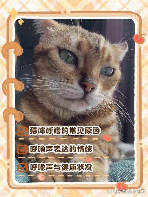 猫呼无广告版
