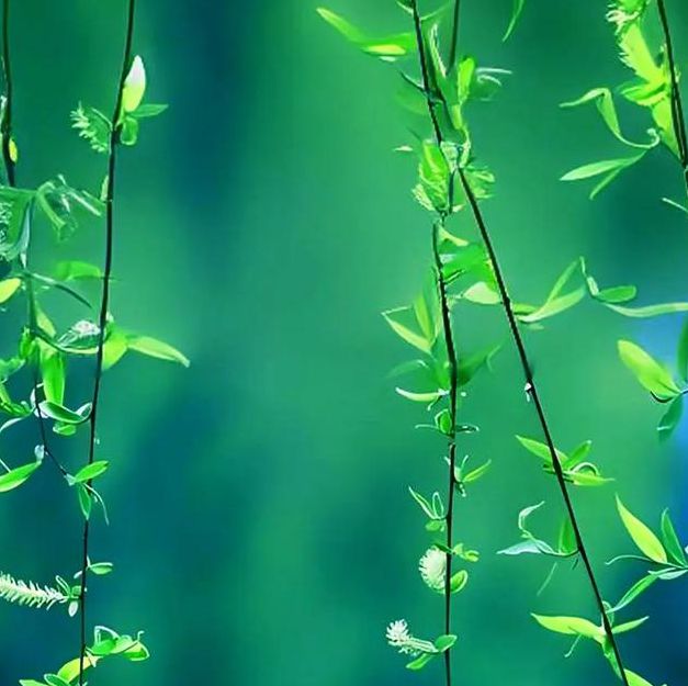 柳芽社交app