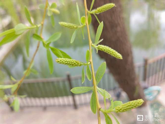 柳芽社交app