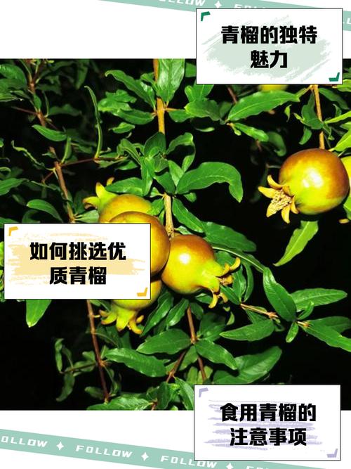 久久青榴社区