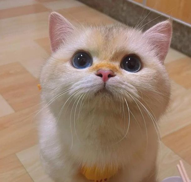 喵崽视频