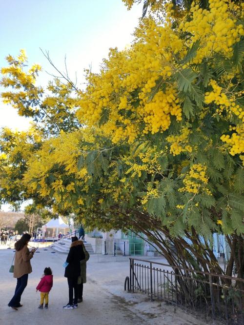 榴莲含羞草APP