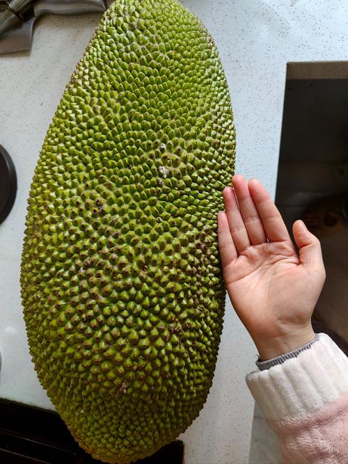 菠萝蜜国际视频