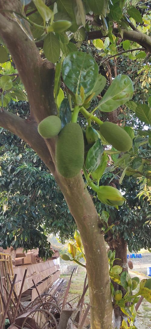 菠萝蜜视频社区