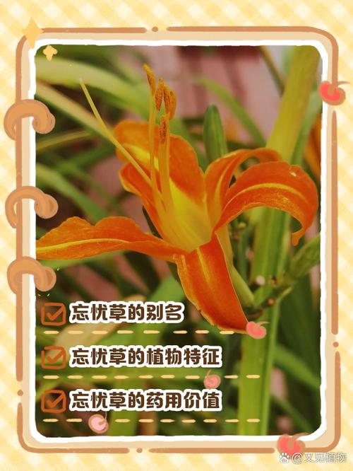 忘忧草一卡二卡三卡