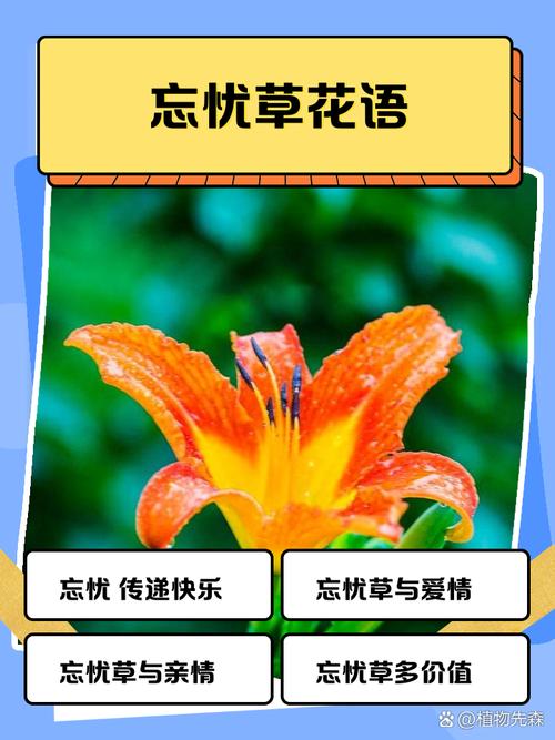 忘忧草一卡二卡三卡