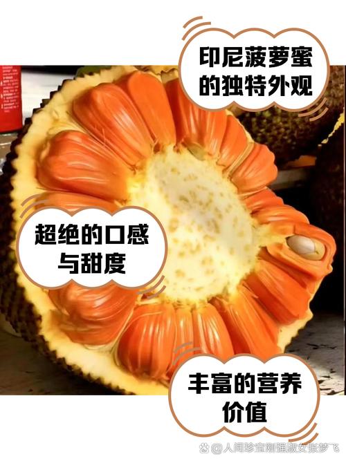 菠萝蜜国际通道