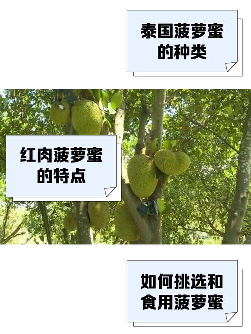 菠萝蜜国际通道