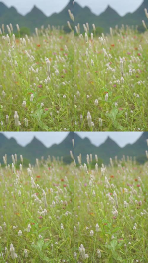 野花在线观看播放免费