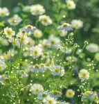 野花在线观看播放免费