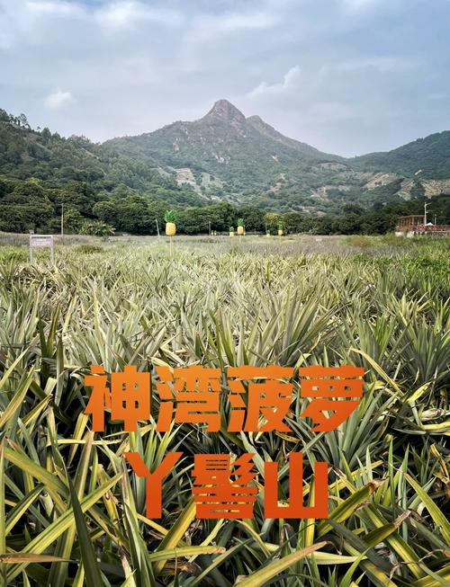 大菠萝福建导航引导入口仙踪林