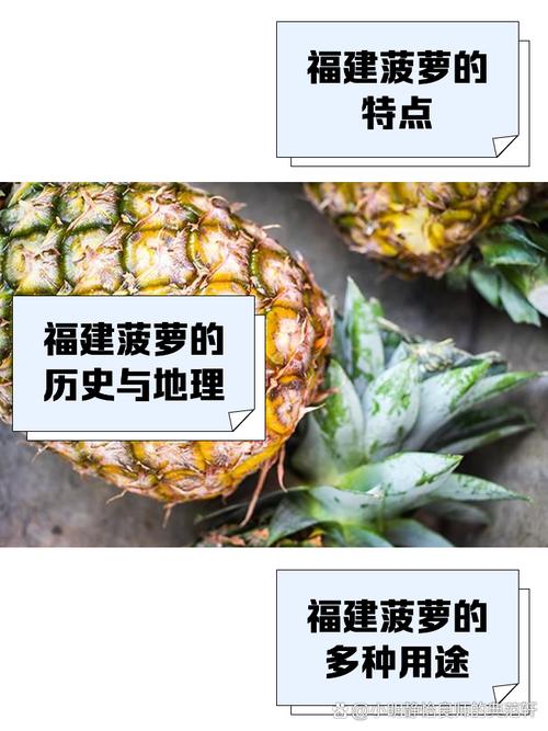 大菠萝福建导航引导入口仙踪林