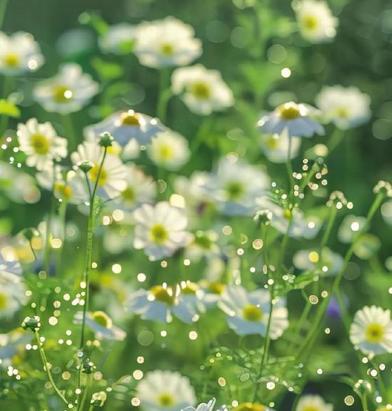 野花视频高清免费中文最新版