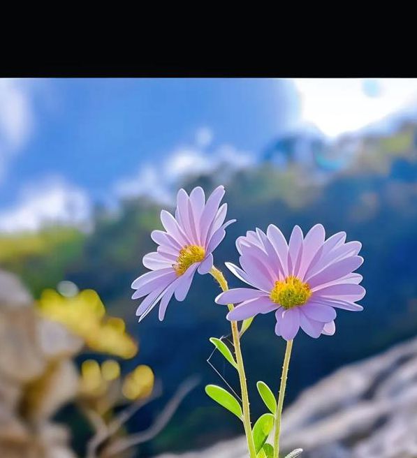 野花视频高清免费中文最新版