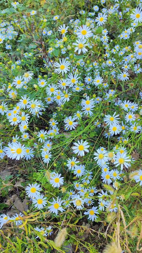 野花视频高清免费中文最新版