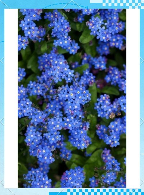 勿忘我在线视频m