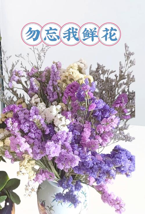 勿忘我在线视频m