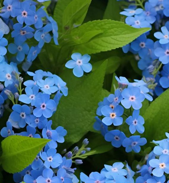 勿忘我在线视频m