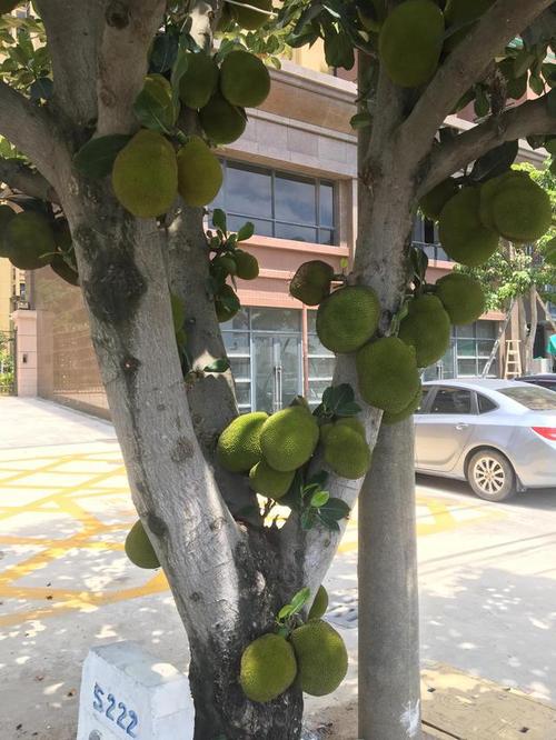 菠萝菠萝蜜免费视频高清观看1