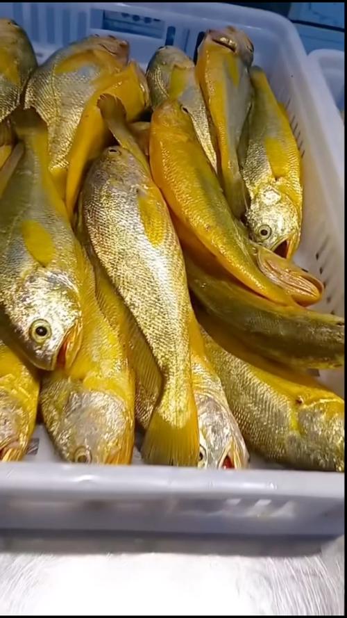 黄鱼视频最新版