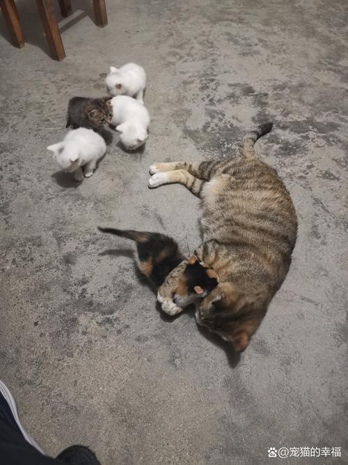 国产浮力院最新发地布路线猫咪