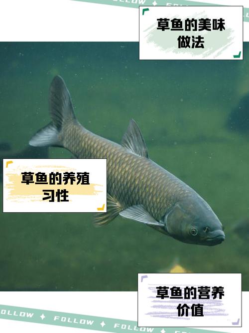 国产草鱼珍珠鱼免费网站入口