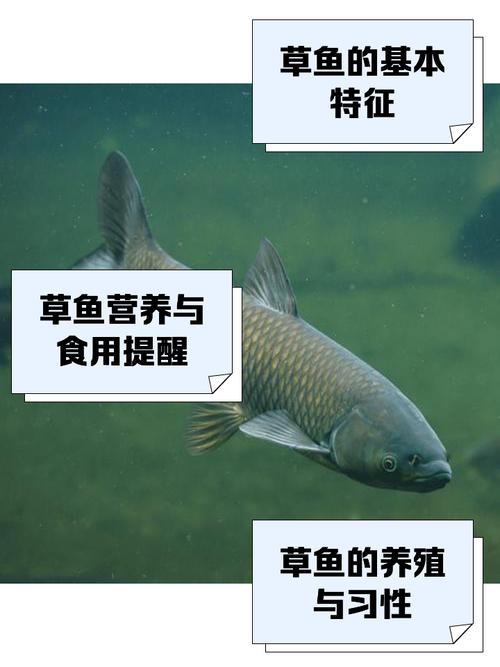 国产草鱼珍珠鱼免费网站入口