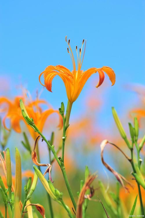 蜜芽忘忧草嫩芽在线