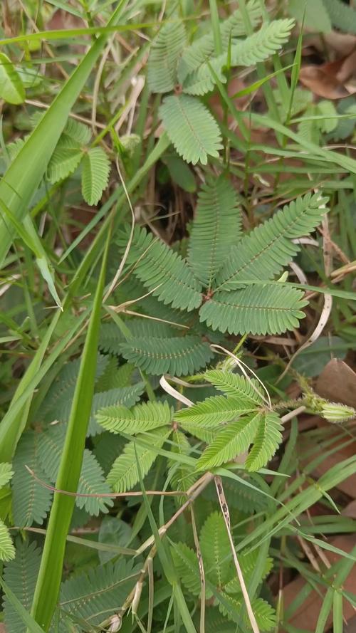 含羞草高清大片免费播放版