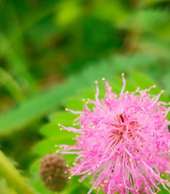 含羞草高清大片免费播放版